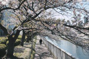 primavera em tokyo